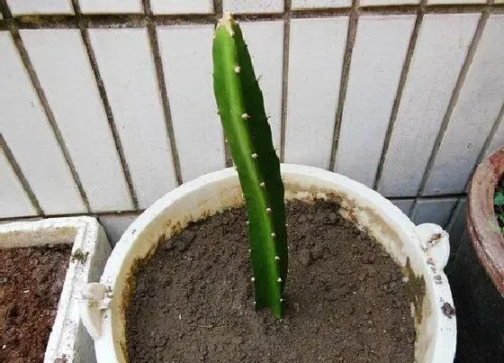 不开花|火龙果为什么不开花