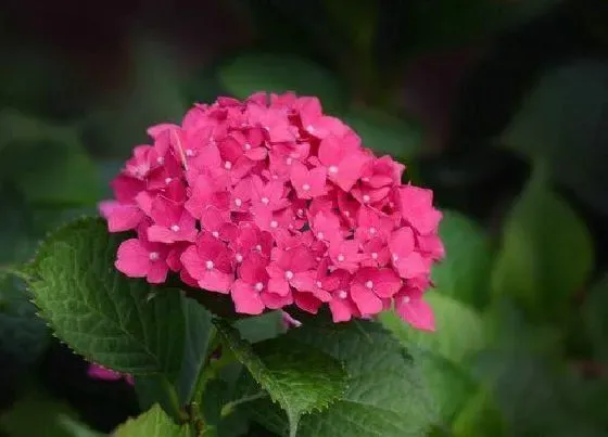 冬天植物|木本绣球耐寒吗