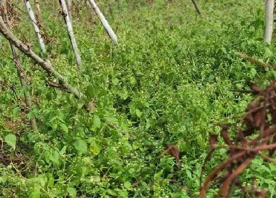 生长环境|山药的生长环境及生长地方条件