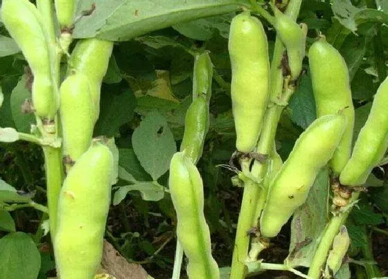 植物种类|蚕豆是单子叶植物吗