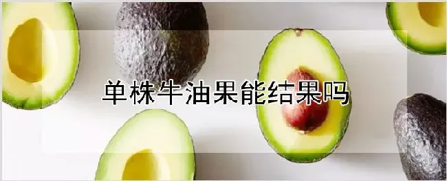 单株牛油果能结果吗 | 耕种资料