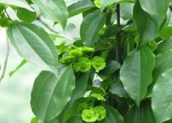 植物浇水|金钱树水浇多了怎么办