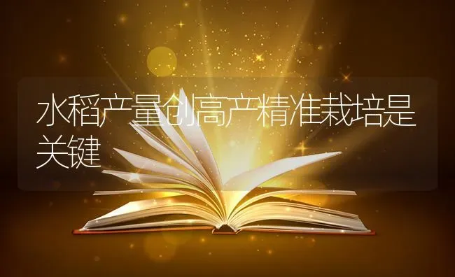 水稻产量创高产精准栽培是关键 | 粮油作物种植