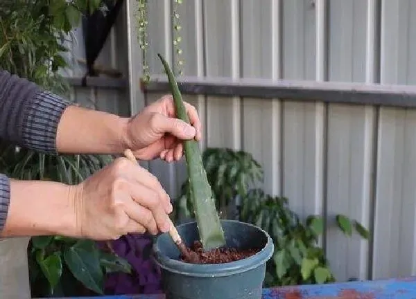 植物生根|芦荟扦插多久生根发芽