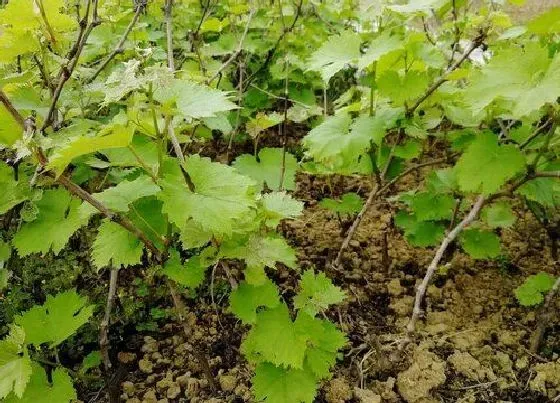 种植管理|葡萄几年结果实
