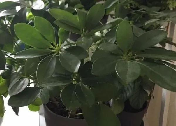 植物浇水|鸭掌木夏天多久浇一次水 夏季浇水方法