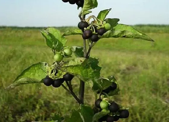 植物播种|龙葵怎么留种子 种子收集方法