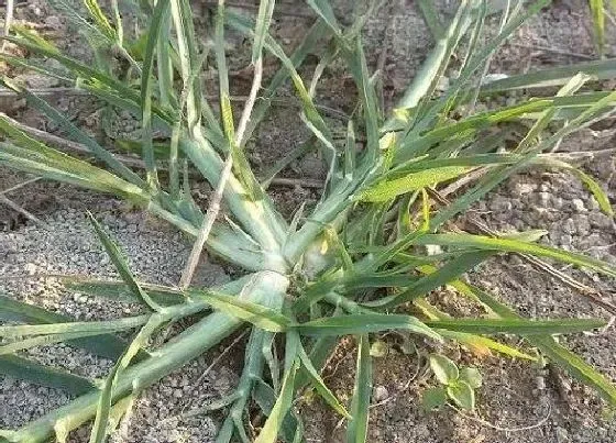 喷药|牛筋草用什么除草剂能杀死