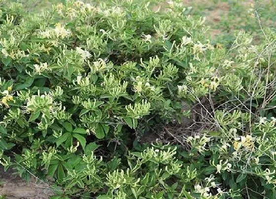 植物施肥|金银花施什么肥料最好，金银花施什么肥长得最快产量高）