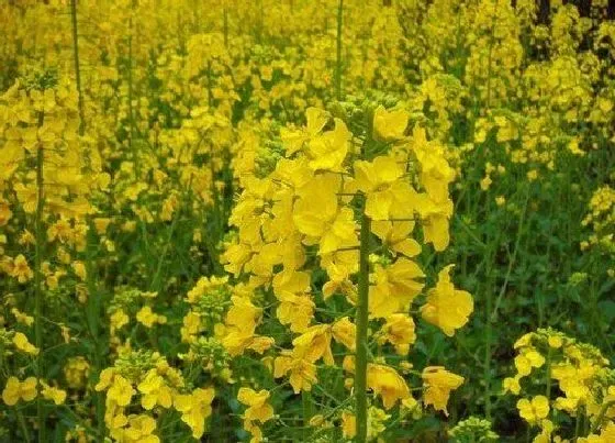 种植管理|油菜生长期多长时间