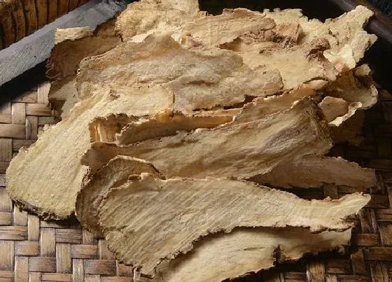 植物百科|当归又叫什么名字