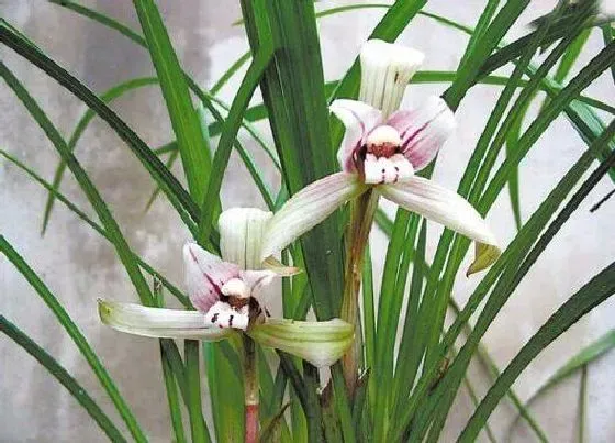 植物毒性|兰草有毒吗 可以放在室内养吗