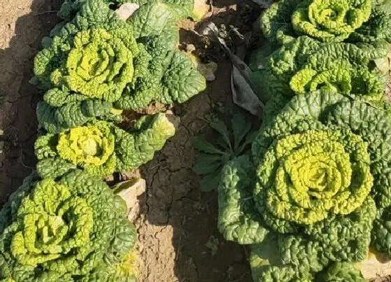 植物育苗|白菜几天发芽出苗 种子要泡多久才能播种