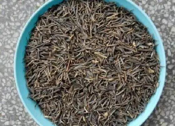 种植育种|波斯菊种子什么时候种植最好