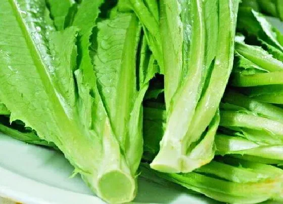 种植管理|油麦菜几月份种合适