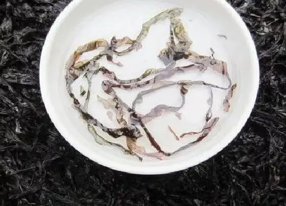 植物种类|紫菜是藻类植物吗