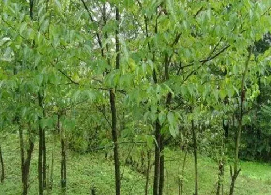 冬天植物|过冬落叶的树木是什么树木（冬天光秃秃的灌木种类和形状）