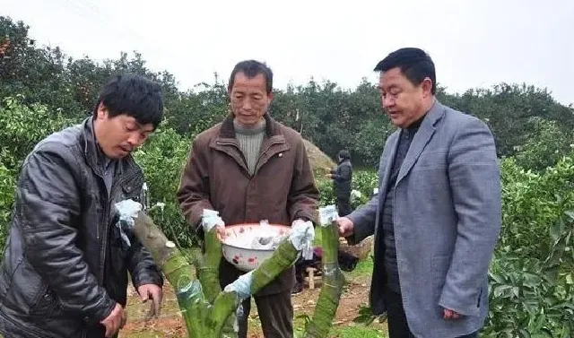 植物嫁接|柑橘嫁接技术几种方法，柑橘嫁接树苗的方法和技术）