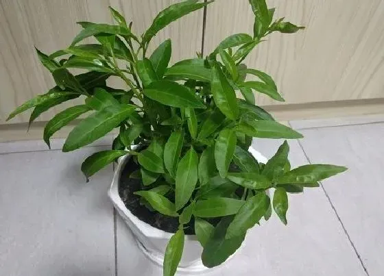 植物修剪|夜来香怎么修剪方法