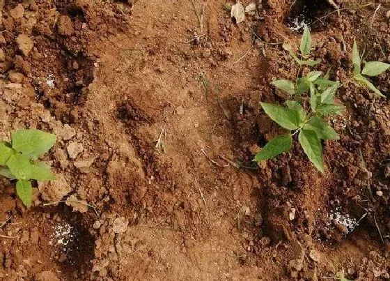 植物施肥|豆角追肥用什么肥料好