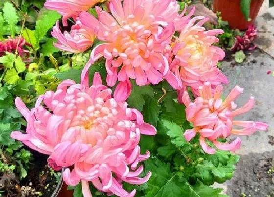叶子|菊花的叶子像什么形状
