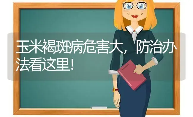 玉米褐斑病危害大，防治办法看这里！ | 粮油作物种植