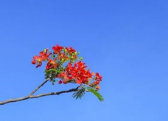 开花时间|凤凰花什么季节开花 在几月份开花