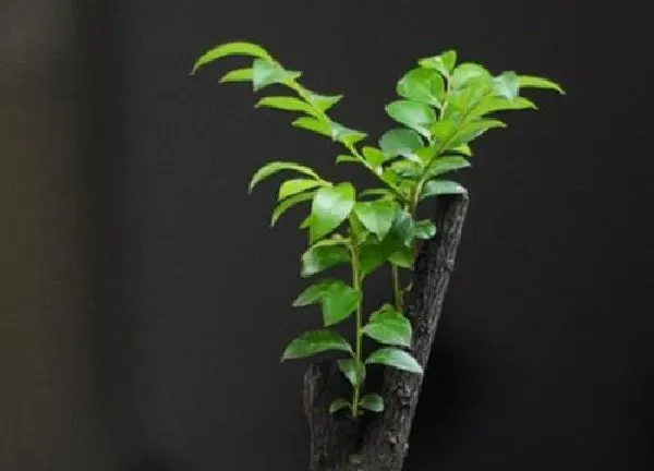 植物浇水|黑骨茶盆景几天浇一次水 春夏秋冬各不同