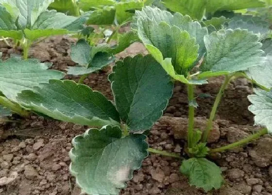 植物播种|草莓什么时候播种