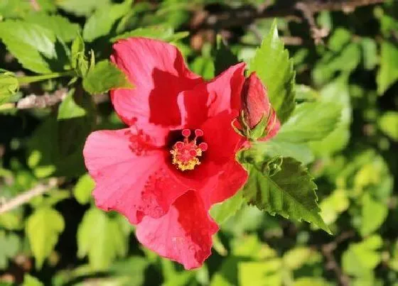 不开花|芙蓉花不开花是什么原因