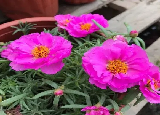 植物百科|太阳花是多年生吗