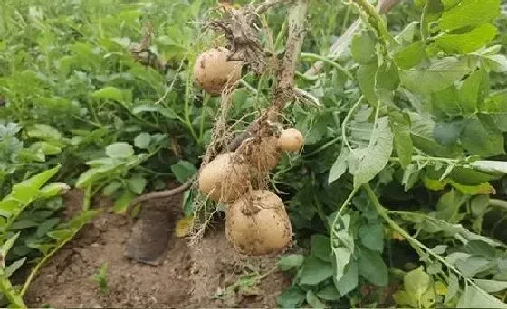 种植管理|土豆的生长周期是多长时间 生长速度快吗