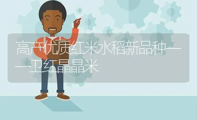 高产优质红米水稻新品种——卫红晶晶米 | 粮油作物种植