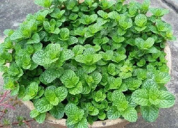 植物扦插|薄荷插枝能活吗