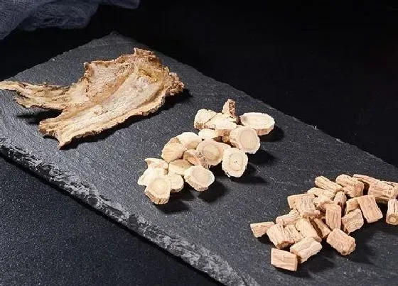 植物百科|当归又叫什么名字