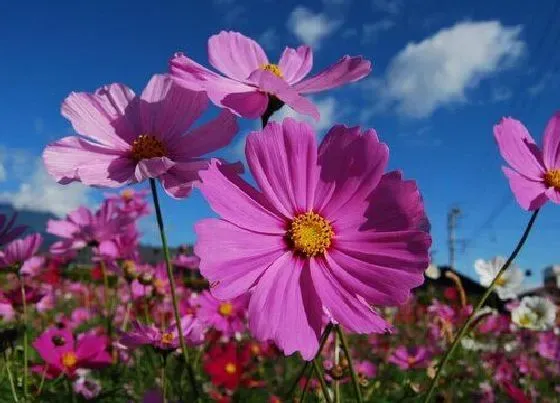 花语|什么花的花语是坚持