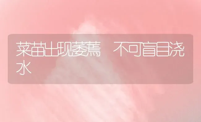 菜苗出现萎蔫 不可盲目浇水 | 蔬菜种植