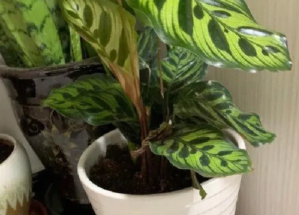 植物浇水|竹芋可以用啤酒浇吗