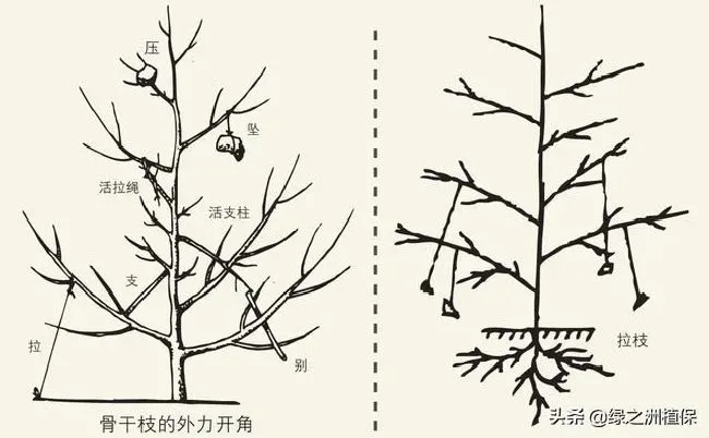 植物修剪|柑桔怎么修剪方法，柑橘幼树10大修枝修剪口诀）