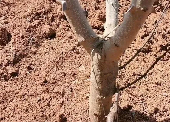 植物修剪|花椒树怎么修剪方法