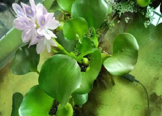 植物毒性|水葫芦花有毒吗 可以放在室内养吗