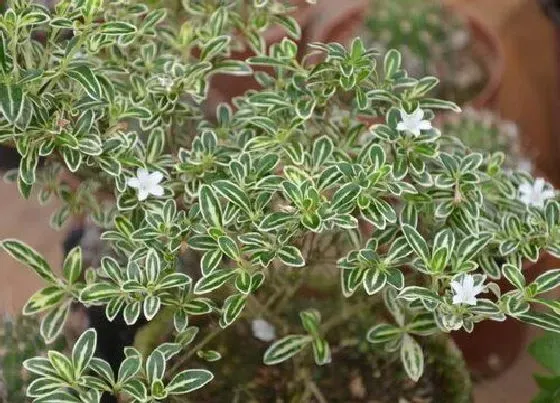 冬天植物|六月雪耐寒吗