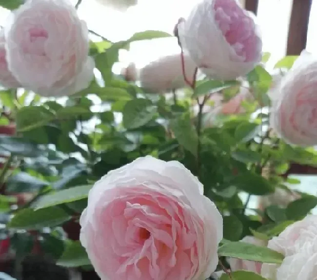 养殖科普|玉玲珑月季的优缺点