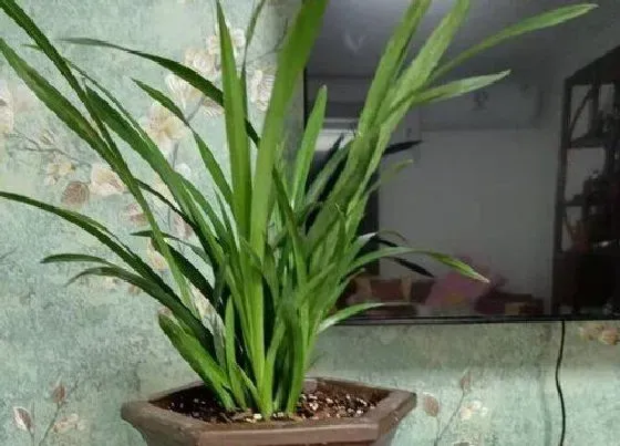 植物毒性|兰草有毒吗 可以放在室内养吗