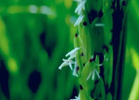 植物百科|水稻会开花吗 开怎么样的花