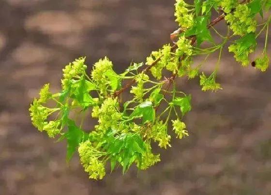 植物百科|五角枫开花吗 开花什么样子