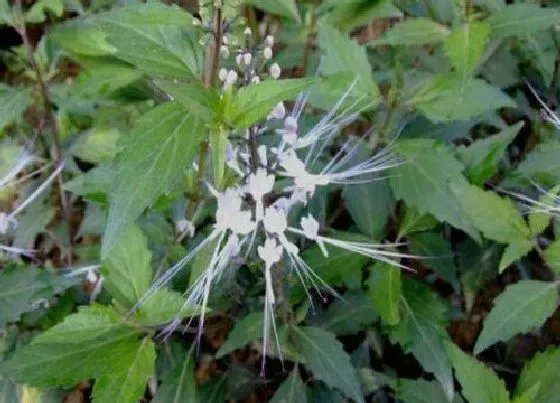 生长环境|猫须草生长在哪里