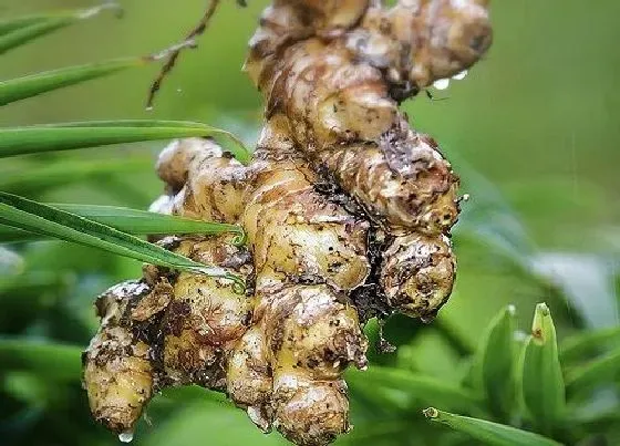 植物价格|2022年生姜价格预测(（预计生姜未来三年价格走势）