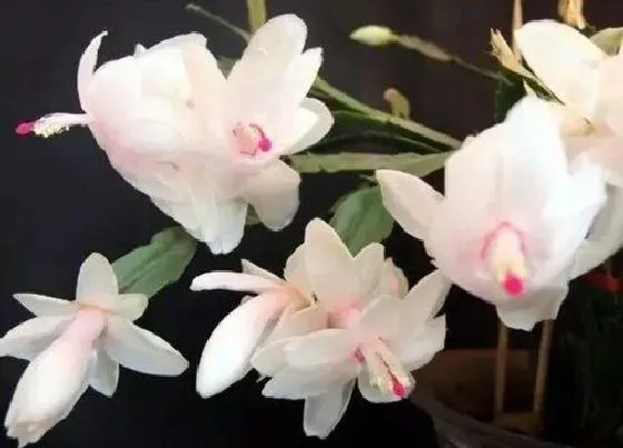 植物毒性|蟹爪兰有毒吗 可以放在室内养吗