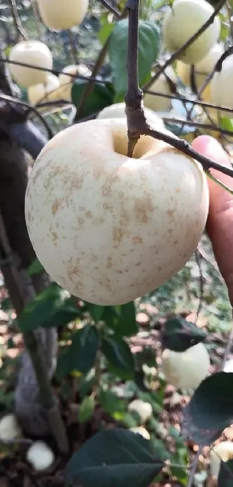 植物病害|苹果的果锈是什么原因引起形成的（果锈发生的原因及对策）